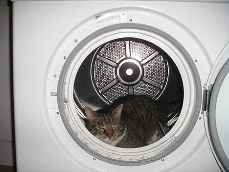 Blanding af racer filur billede 3