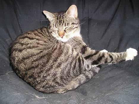 Blanding af racer filur billede 4