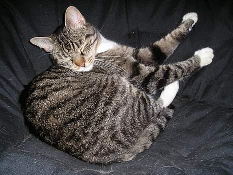 Blanding af racer filur billede 5