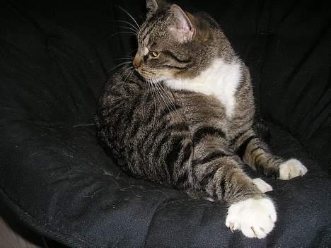 Blanding af racer filur billede 6