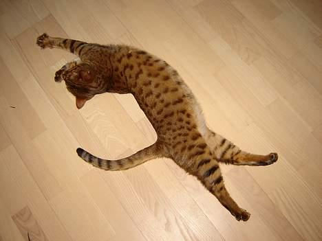 Bengal Bagheera - Har lige sovet  billede 1