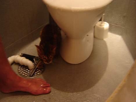 Bengal Bagheera - Her er jeg i bad med min far. Her er jeg kun 4 mdr. og bor på Nørrebro. billede 2