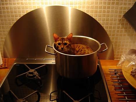 Bengal Bagheera - Her ligger jeg og kigger på at mor og far pakker køkken ned, da vi flytter på landet i hus.  billede 3