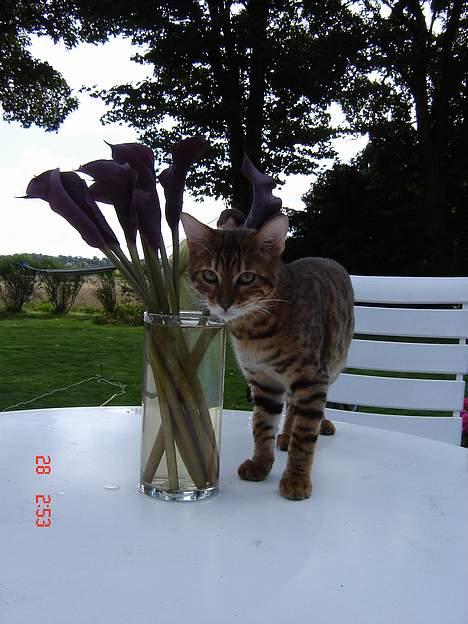 Bengal Bagheera - Nu er jeg blevet en rigtig ude kat, altså kun når mor el. far er hjemme, ellers passer Helle min nabo mig.  billede 4