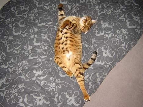 Bengal Bagheera - Kl. er 01:00 og jeg sover med min mor som skal rigtigt tidligt op, hun arbejder på Riget i kbh.  billede 5