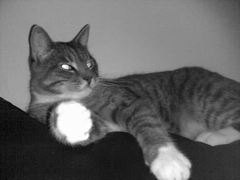 Huskat Mickey(solgt) billede 1