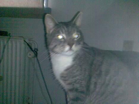 Huskat Mickey(solgt) billede 2