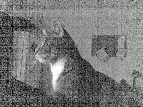 Huskat Mickey(solgt) billede 3