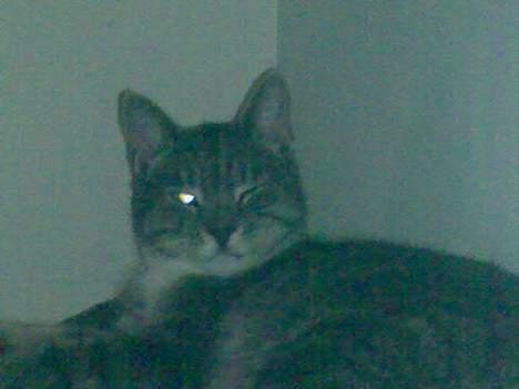 Huskat Mickey(solgt) billede 4