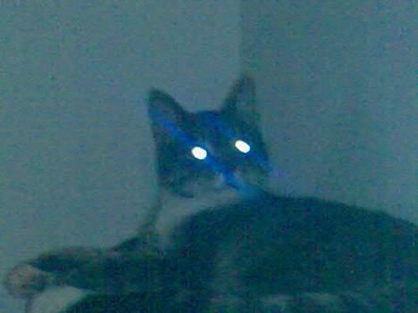 Huskat Mickey(solgt) billede 5