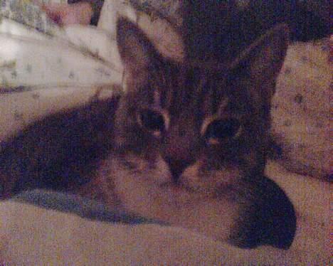 Huskat Mickey(solgt) billede 6