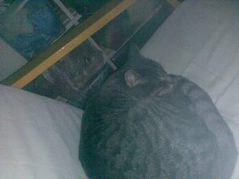 Huskat Mickey(solgt) billede 7