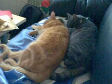 Huskat Mickey(solgt) - Mikkel og Mickey ville ligge det samme sted :) billede 8