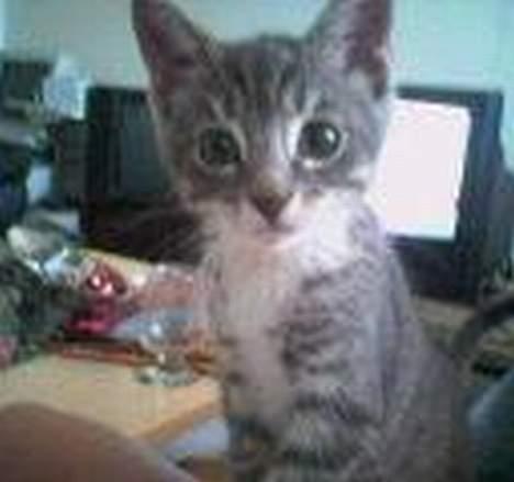 Huskat Mickey(solgt) - Mickey da han var helt lille billede 9