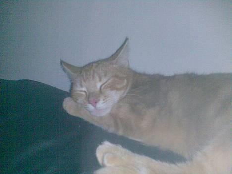 Huskat Mikkel(solgt) billede 1