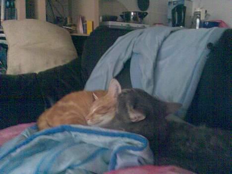 Huskat Mikkel(solgt) billede 2