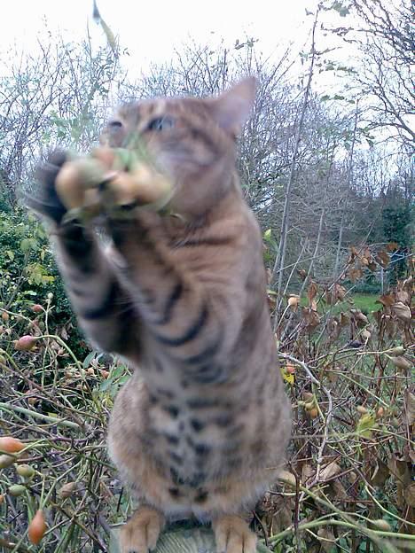 Bengal Bagheera - Hmm.... De smager ikke godt, men de er sjove at lege med.  billede 6
