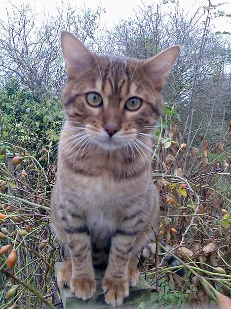 Bengal Bagheera - Er er jeg ude i vores have, jeg sidder på vores rosenhegn. billede 7