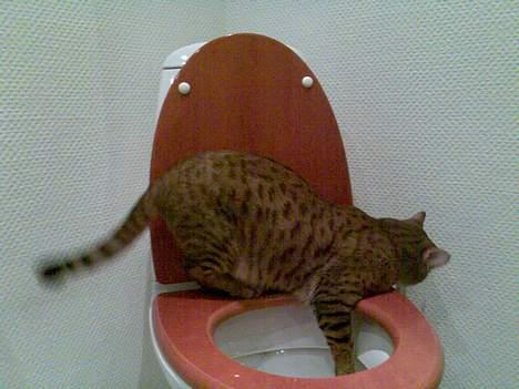 Bengal Bagheera - Ja, Ja..... Jeg fangede ikke noget * SMILER* billede 8