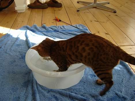 Bengal Bagheera - Jeg elsker at fange rejer billede 9