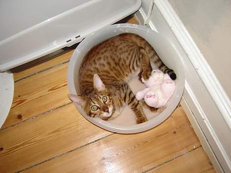 Bengal Bagheera - Se lige den lysrøde bamse, den har jeg fået af min far..... HMMM.... Burde den ikke være blå. billede 10