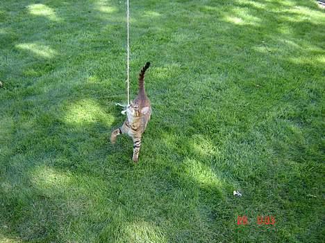 Bengal Bagheera - Her leger jeg med min far i haven. billede 11