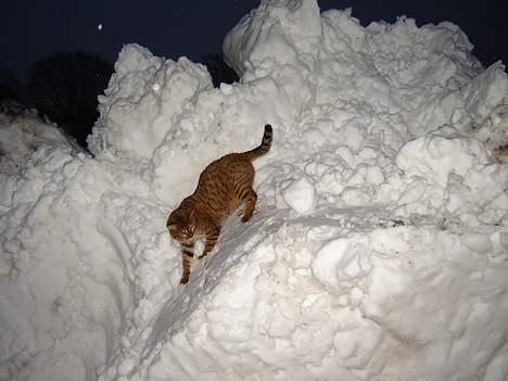 Bengal Bagheera - Uhhhhh..........Det er sgu kold i danmark. billede 12