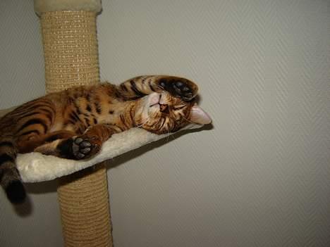 Bengal Bagheera - Når jeg skal have fred ligger jeg i min hængekøje billede 13