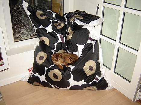 Bengal Bagheera - Shhhhhh........ Her sover jeg igen.  billede 14