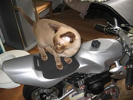 Burmeser Why Forget Doo - Biker Doo billede 12