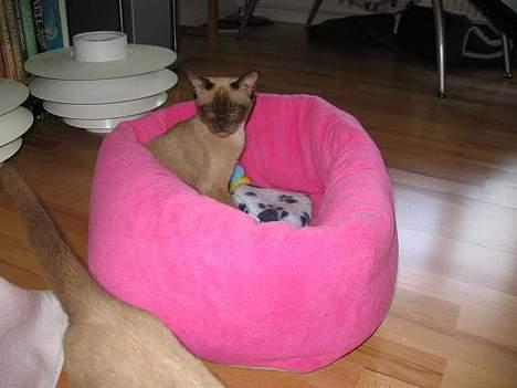 Burmeser Why Forget Doo - Smut det er min puttenulleseng :-) billede 13