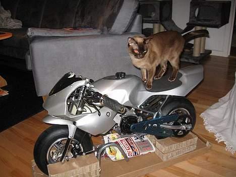 Burmeser Momi`s Cataline  - Biker Cata billede 11