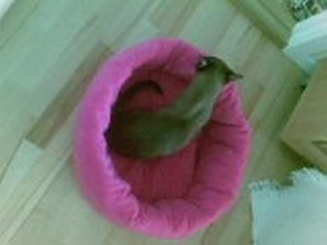 Burmeser Momi`s Cataline  - Min puttenulleseng billede 12