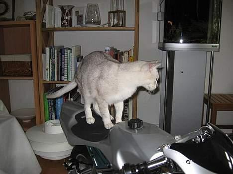 Burmilla All-Saints Elliot (død) - Biker Elliot billede 11