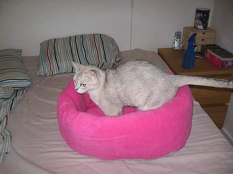 Burmilla All-Saints Elliot (død) - En ny puttenulleseng, også er den lyserrød?! billede 12