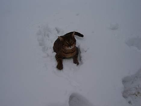 Bengal Bagheera - Uhhhh...................Jeg sidder fast billede 15