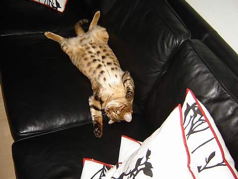 Bengal Bagheera - Her ligger jeg, i må finde et andet sted at slå jer ned.....*smiler* billede 16