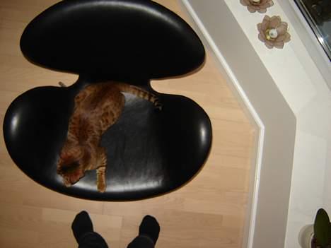 Bengal Bagheera billede 17