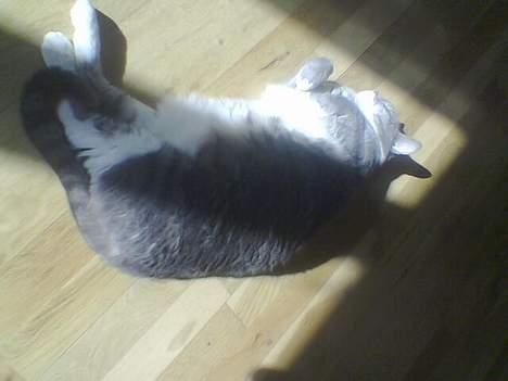 Blanding af racer Mynte - _-`´ Min solstråle ´- _ billede 11