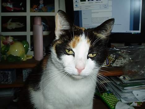 Huskat Sasina - Jeg er bare så træt!!! billede 1