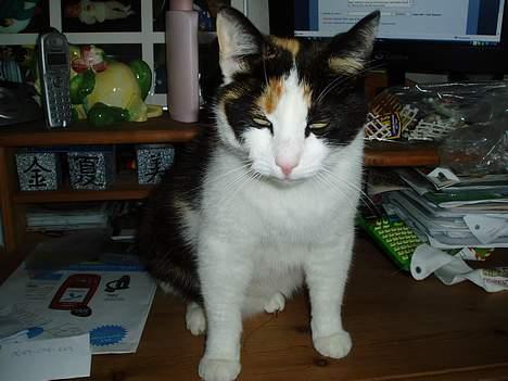 Huskat Sasina - Mit ynglings sted at sidde, midt i alt rodet! billede 2