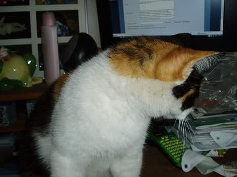 Huskat Sasina - Super flot ører hva?? billede 3