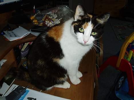 Huskat Sasina - Ja ja mor, nu er det hvis godt med de billeder!! billede 4