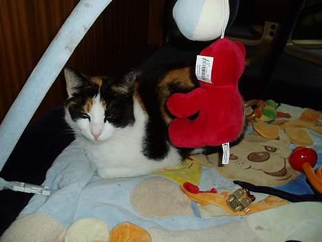 Huskat Sasina - Tager mig lige en lille lur på dette dejlige tæppe... billede 5