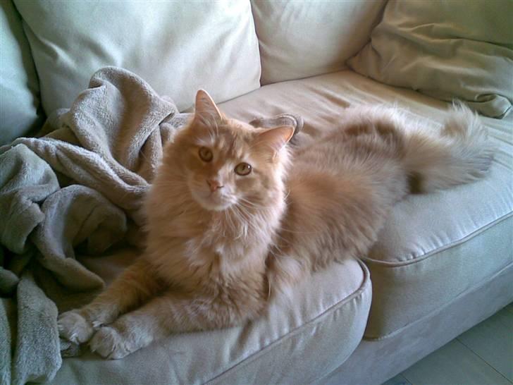 Maine Coon Aslan - min smukke Aslan billede 1