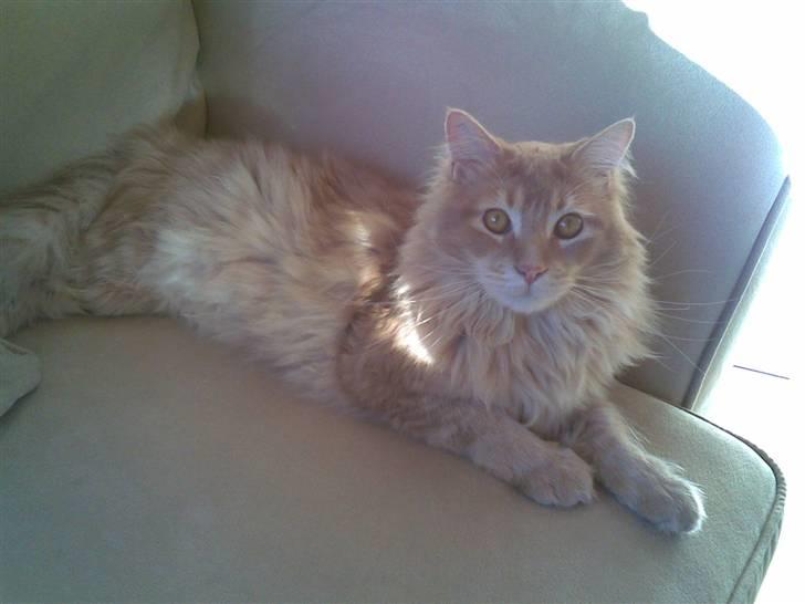 Maine Coon Aslan - er han ikke dejlig?? billede 2