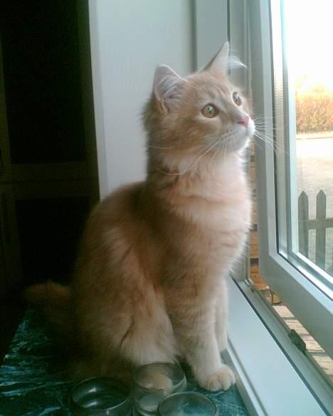 Maine Coon Aslan - nøj... en pip-fugl... billede 3