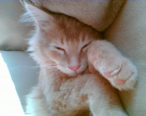 Maine Coon Aslan - Zzzz billede 4