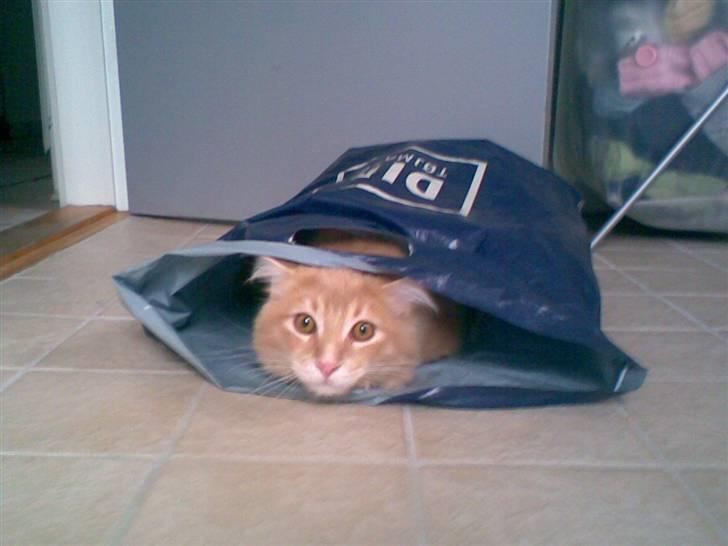 Maine Coon Aslan - thi hi... poser er sjove :) billede 5