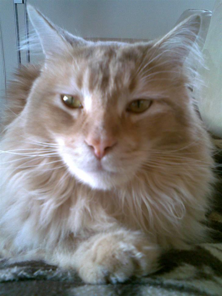 Maine Coon Aslan - jeg ligger lige og ser lidt bestemt ud... så lar hun måske vær med at ta billeder... ;) billede 6
